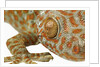 Eye of a Tokay Gecko by Anonymous