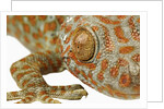 Eye of a Tokay Gecko by Anonymous