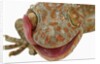 Gecko Licking Eye by Anonymous
