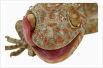 Gecko Licking Eye by Anonymous