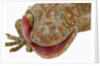 Gecko Licking Eye by Anonymous