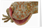 Gecko Licking Eye by Anonymous