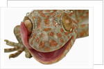 Gecko Licking Eye by Anonymous