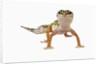 Leopard Gecko by Anonymous
