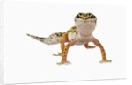 Leopard Gecko by Anonymous