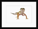Leopard Gecko by Anonymous