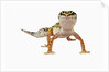 Leopard Gecko by Anonymous