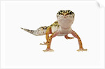 Leopard Gecko by Anonymous