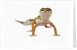 Leopard Gecko by Anonymous