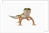 Leopard Gecko by Anonymous