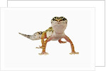 Leopard Gecko by Anonymous