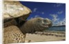 Giant Tortoise on the Beach by Corbis