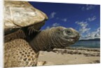 Giant Tortoise on the Beach by Corbis