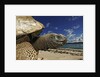 Giant Tortoise on the Beach by Corbis