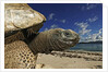 Giant Tortoise on the Beach by Corbis