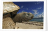 Giant Tortoise on the Beach by Corbis