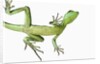 Double-Crested Basilisk by Anonymous