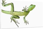 Double-Crested Basilisk by Anonymous