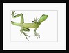 Double-Crested Basilisk by Anonymous