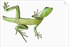 Double-Crested Basilisk by Anonymous