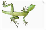 Double-Crested Basilisk by Anonymous
