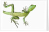 Double-Crested Basilisk by Anonymous