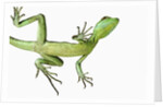 Double-Crested Basilisk by Anonymous