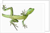 Double-Crested Basilisk by Anonymous