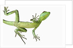 Double-Crested Basilisk by Anonymous