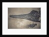 Head of a Jurassic Icthyosaur Fossil by Anonymous