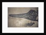 Head of a Jurassic Icthyosaur Fossil by Anonymous