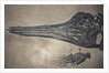 Head of a Jurassic Icthyosaur Fossil by Anonymous