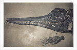 Head of a Jurassic Icthyosaur Fossil by Anonymous