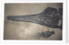 Head of a Jurassic Icthyosaur Fossil by Anonymous