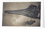 Head of a Jurassic Icthyosaur Fossil by Anonymous
