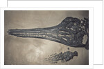 Head of a Jurassic Icthyosaur Fossil by Anonymous