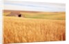 Sprawling Wheat Field by Anonymous