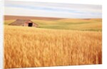 Sprawling Wheat Field by Anonymous