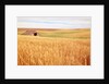 Sprawling Wheat Field by Anonymous