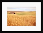 Sprawling Wheat Field by Anonymous