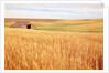 Sprawling Wheat Field by Anonymous