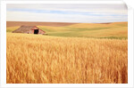 Sprawling Wheat Field by Anonymous