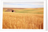 Sprawling Wheat Field by Anonymous