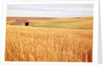 Sprawling Wheat Field by Anonymous