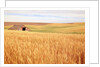 Sprawling Wheat Field by Anonymous