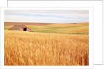 Sprawling Wheat Field by Anonymous