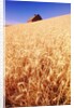 Wheat Field by Anonymous