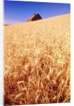 Wheat Field by Anonymous