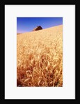 Wheat Field by Anonymous