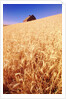 Wheat Field by Anonymous